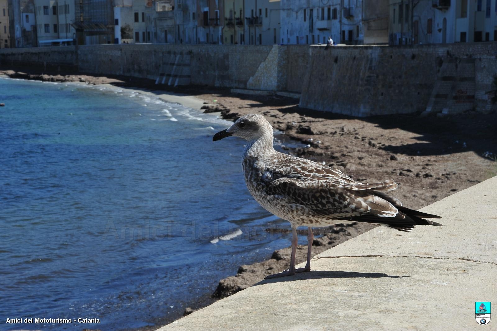 trapani2014_0798.JPG