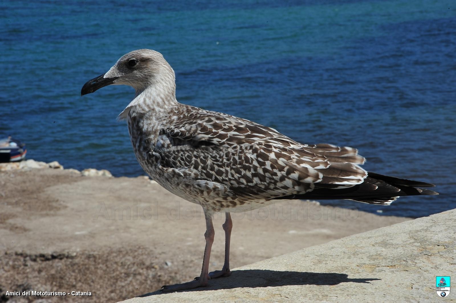 trapani2014_0800.JPG