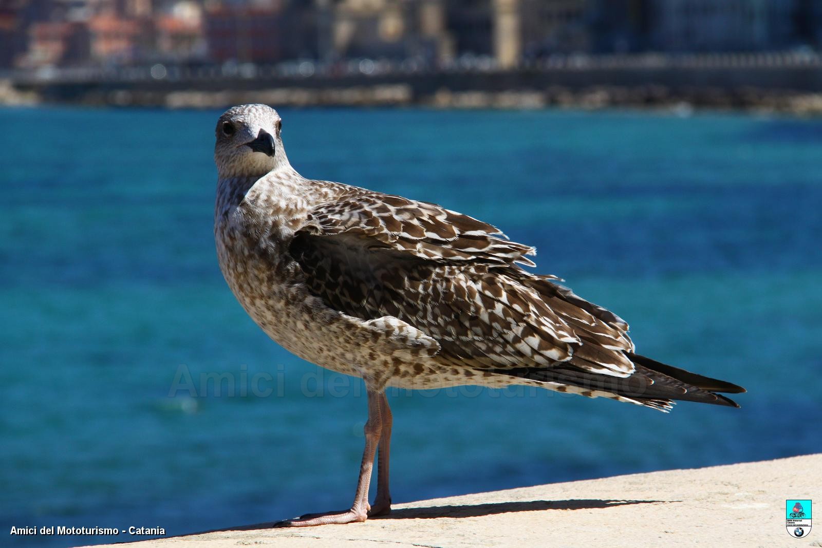 trapani2014_0802.JPG