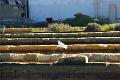 trapani2014_0700